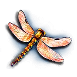 icon 6