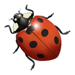 icon 6